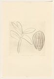 Title: A shell and some leaves | Date: 1982 | Technique: drypoint, printed in black ink, from one perspex plate