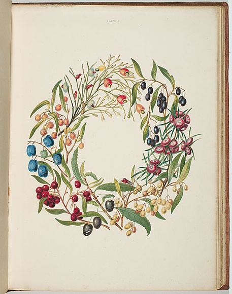 Artist: b'Meredith, Louisa Anne.' | Title: b'Wreath of berries.' | Date: 1860 | Technique: b'lithograph, printed in colour, from multiple stones'