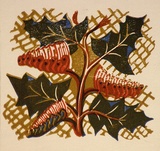 Artist: OGILVIE, Helen | Title: Greeting card: Grevillea. (Print designed as christmas card) | Date: c.1951 | Technique: linocut, printed in colour, from multiple blocks