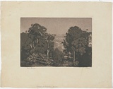 Artist: b'LINDSAY, Lionel' | Title: b'On the Kurrajong' | Date: 1932 | Technique: b'aquatint and etching, printed in black ink with plate-tone, from one plate' | Copyright: b'Courtesy of the National Library of Australia'