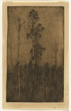 Artist: TRAILL, Jessie | Title: Hill top trees | Date: 1911 | Technique: etching and foul biting, printed in brown-black ink with plate-tone and wiped highlights, from one plate