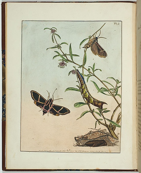 Artist: b'Lewin, J.W.' | Title: b'Sphinx ardenia' | Date: 28 February 1804 | Technique: b'etching, printed in black ink, from one copper plate; hand-coloured'