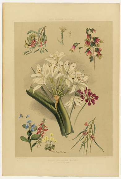 Artist: b'Angas, George French.' | Title: b'South Australian botany: native flowers.' | Date: 1846-47 | Technique: b'lithograph, printed in colour, from multiple stones; varnish highlights by brush'
