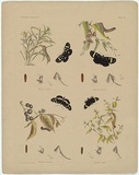 Title: b'Agarista donovani, Agarista latina.' | Date: c.1865 | Technique: b'lithograph, printed in black ink, from one stone; hand-coloured'