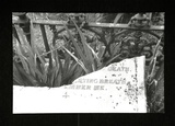 Artist: b'TIPPING, Richard' | Title: b'Card: The Everlasting Stone.' | Date: 1978