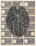 Artist: HALL, Fiona | Title: Dioscorea alata - Winged yam (Indian currency) | Date: 2000 - 2002 | Technique: gouache | Copyright: © Fiona Hall