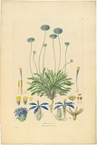 Artist: Bauer, Ferdinand. | Title: Brunonia sericea. | Date: 1806-13 | Technique: engraving, printed in colour, from one plate; hand-coloured; letterpress
