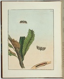 Artist: Lewin, J.W. | Title: Cryptophasa strigata | Date: 14 April 1803 | Technique: etching, printed in black ink, from one copper plate; hand-coloured