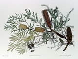 Artist: b'GRIFFITH, Pamela' | Title: b'Heathland Banksia' | Date: 1989 | Technique: b'hard ground, aquatint, burnishing, hand tinting' | Copyright: b'\xc2\xa9 Pamela Griffith'