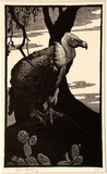 Artist: LINDSAY, Lionel | Title: The Indian vulture | Date: 1933 | Technique: wood-engraving, printed in black ink, from one block | Copyright: Courtesy of the National Library of Australia