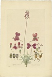 Artist: Bauer, Ferdinand. | Title: Stylidium violaceum. | Date: 1806-13 | Technique: engraving, printed in colour, from one plate; hand-coloured; letterpress
