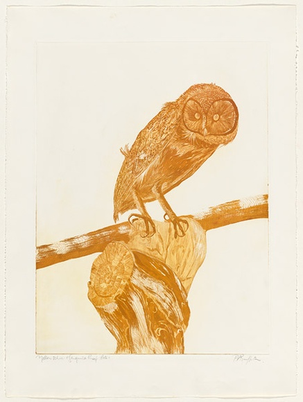 Artist: b'GRIFFITH, Pamela' | Title: b'Australian masked owl' | Date: 1981 | Technique: b'etching, aquatint printed in colour, from two zinc plates' | Copyright: b'\xc2\xa9 Pamela Griffith'