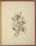 Artist: WALKER, Annie | Title: Darwinia fascicularis and ricinocarpus pinifolius. | Date: 1887 | Technique: lithograph, printed in black ink, from one stone; hand-coloured