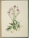 Artist: b'Charsley, Fanny Anne.' | Title: b'Thysanotus tuberosus [fringe lily] and billardiera scandens.' | Date: 1867 | Technique: b'lithograph, printed in black ink, from one stone; handcoloured'