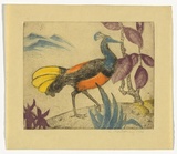 Artist: Montgomery, Anne. | Title: (The peacock) | Date: 1936 | Technique: etching, aquatint printed in colour from  plate