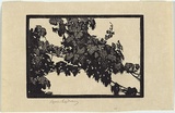 Artist: b'LINDSAY, Lionel' | Title: b'The vine' | Date: 1923 | Technique: b'wood-engraving, printed in black ink, from one block' | Copyright: b'Courtesy of the National Library of Australia'