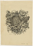 Artist: b'Crooke, Ray.' | Title: b'(Native flowers).' | Date: 1956 | Technique: b'screenprint, printed in black ink, from one screen'