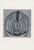 Artist: b'MEYER, Bill' | Title: b'Pink pelvis (grey).' | Date: 1968 | Technique: b'linocut, printed in three colours, from reduction block process' | Copyright: b'\xc2\xa9 Bill Meyer'