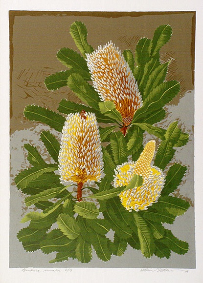 Artist: letcher, William. | Title: Banksia Serrata. | Date: 1978 | Technique: screenprint, printed in colour, from multiple stencils | Copyright: With the permission of The William Fletcher Trust which provides assistance to young artists.