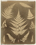 Artist: Jackson, Robert. | Title: (Ten fern leaves) | Date: 1875 | Technique: splatterwork, printed in black ink, from one  stencil