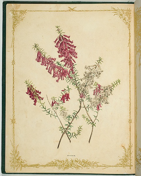 Artist: b'De Mole, Fanny.' | Title: b'Epacris.' | Date: 1861 | Technique: b'lithograph, printed in black ink, from one stone; hand-coloured'