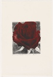 Artist: Headlam, Kristin. | Title: A gardener at midnight: The Sick Rose I | Date: 1995 | Technique: lithograph, printed in colour ink, from two stones