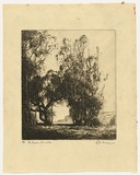 Artist: b'Morgan, Squire.' | Title: b'The lagoon, Dee Why' | Date: 1924 | Technique: b'etching, printed in black ink with plate-tone, from one plate'