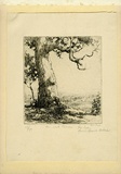 Artist: Herbert, Harold. | Title: The old gum. | Date: c.1928 | Technique: etching, printed in black ink, from one plate