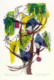 Artist: b'Brash, Barbara.' | Title: b'Twelve-wired Birds of Paradise.  Six-plumed Birds of Paradise..' | Date: 1965 | Technique: b'screenprint, printed in colour, from nine stencils'
