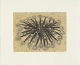 Artist: b'HALL, Fiona' | Title: b'Sundew' | Date: 2006 | Technique: b'etching, printed in black ink, from one plate'