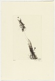 Artist: b'Law, Roger.' | Title: b'Not titled [fish catching insect].' | Date: 2005 | Technique: b'aquatint, printed in black ink, from one plate'