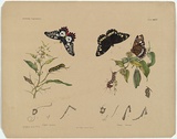 Title: b'Papilio anactus, Danais corinna.' | Date: c.1865 | Technique: b'lithograph, printed in black ink, from one stone; hand-coloured'