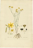 Artist: Bauer, Ferdinand. | Title: Tricoryne elatior. | Date: 1806-13 | Technique: engraving, printed in colour, from one plate; hand-coloured; letterpress