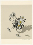 Artist: b'Rose, David.' | Title: b'Daisies (from close up)' | Date: 1984 | Technique: b'screenprint, printed in colour, from multiple stencils'