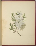 Artist: b'WALKER, Annie' | Title: b'Melaleuca linariifolia [tea tree].' | Date: 1887 | Technique: b'lithograph, printed in black ink, from one stone; hand-coloured'