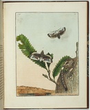 Artist: Lewin, J.W. | Title: Cryptophasa albacosta | Date: 10/04/1803 | Technique: etching, printed in black ink, from one copper plate; hand-coloured