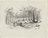 Artist: b'GILL, S.T.' | Title: b'Iron Bark Gully from road to Bendigo.' | Date: 1852 | Technique: b'lithograph, printed in black ink, from one stone'