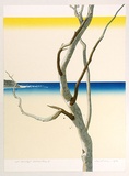 Artist: ROSE, David | Title: Eucalypt - Bateau Bay I | Date: 1976 | Technique: screenprint, printed in colour, from multiple stencils