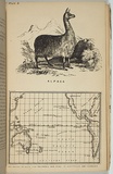 Artist: b'Ham Brothers.' | Title: b'Alpaca and map showing the route from California and Peru to Australia and Tasmania.' | Date: 1850 | Technique: b'lithograph, printed in black ink, from one stone'