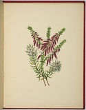 Artist: b'WALKER, Annie' | Title: b'Epacris longiflora [native fuchsia] and zieria l\xc3\xa6vigata.' | Date: 1887 | Technique: b'lithograph, printed in black ink, from one stone; hand-coloured'
