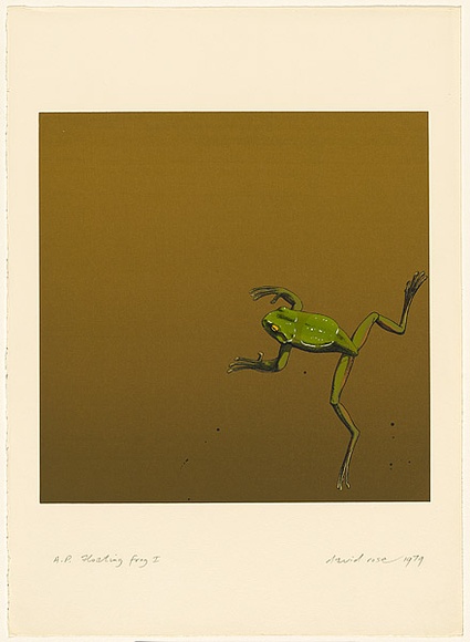 Artist: b'ROSE, David' | Title: b'Floating frog I' | Date: 1979 | Technique: b'screenprint, printed in colour, from multiple stencils'