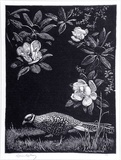 Artist: LINDSAY, Lionel | Title: Pheasant and Magnolia | Date: 1925 | Technique: wood-engraving, printed in black ink, from one block | Copyright: Courtesy of the National Library of Australia