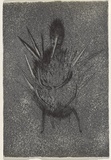 Artist: b'Uhlmann, Paul.' | Title: b'New Insecta Queensland by A A Girault.' | Date: 1989 | Technique: b'etching'