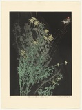 Artist: b'GRIFFITH, Pamela' | Title: b'Flannel flowers and Zebra finch' | Date: 1986 | Technique: b'hard ground, aquatint, spray resist on two, zinc' | Copyright: b'\xc2\xa9 Pamela Griffith'