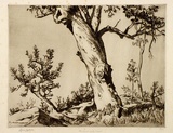 Artist: LINDSAY, Lionel | Title: The great white gum, Wahroonga, Sydney | Date: 1937 | Technique: drypoint, printed in brown ink with plate-tone, from one plate | Copyright: Courtesy of the National Library of Australia