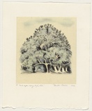 Artist: b'Challis, Pamela' | Title: b'And upon every high hill.' | Date: 1994 | Technique: b'lithograph, printed in colour, from multiple stones'