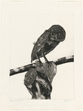 Artist: b'GRIFFITH, Pamela' | Title: b'Australian masked owl' | Date: 1981 | Technique: b'etching, aquatint printed in black ink, from two zinc plates' | Copyright: b'\xc2\xa9 Pamela Griffith'