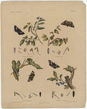 Artist: Scott, Helena. | Title: Anocala cabbalistica, Catocala albo-fasciata. | Date: c.1865 | Technique: lithograph, printed in black ink, from one stone; hand-coloured