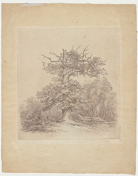 Artist: b'Glover, John.' | Title: b'Blasted oak.' | Date: c.1797 | Technique: b'softground-etching, printed in black ink, from one copper plate'