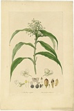 Artist: Bauer, Ferdinand. | Title: Aneilema crispata. | Date: 1806-13 | Technique: engraving, printed in colour, from one plate; hand-coloured; letterpress